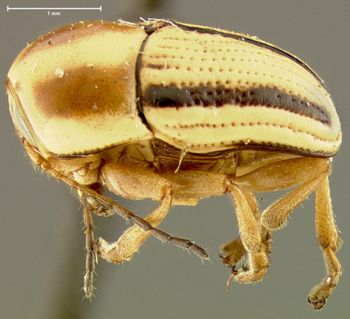 Media type: image;   Entomology 24997 Aspect: habitus lateral view